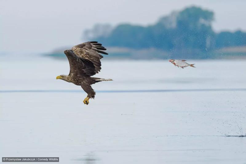 تعقیب عقاب توسط ماهی؛ منبع: comedywildlifephoto؛ عکاس: Przemyslaw Jakubczyk