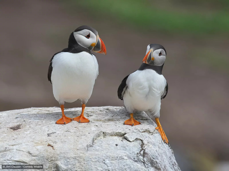 گفتگوی دو پرنده؛ منبع: comedywildlifephoto؛ عکاس: Jörn Clausen