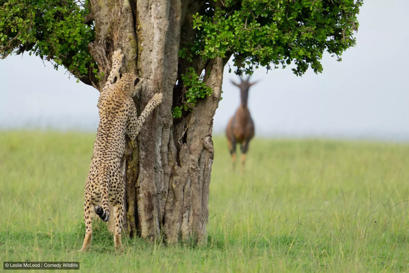 کمین یوزپلنگ برای شکار؛ منبع: comedywildlifephoto؛ عکاس: Leslie McLeod