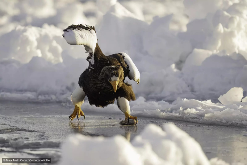 اسکیت عقاب دریایی استلر در سواحل یخ زده؛ منبع: comedywildlifephoto؛ عکاس: Mark Meth-Cohn