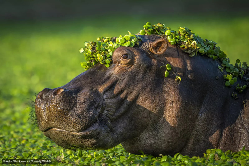 گرازی در دشت؛ منبع: comedywildlifephoto؛ عکاس: Artur Stankiewicz