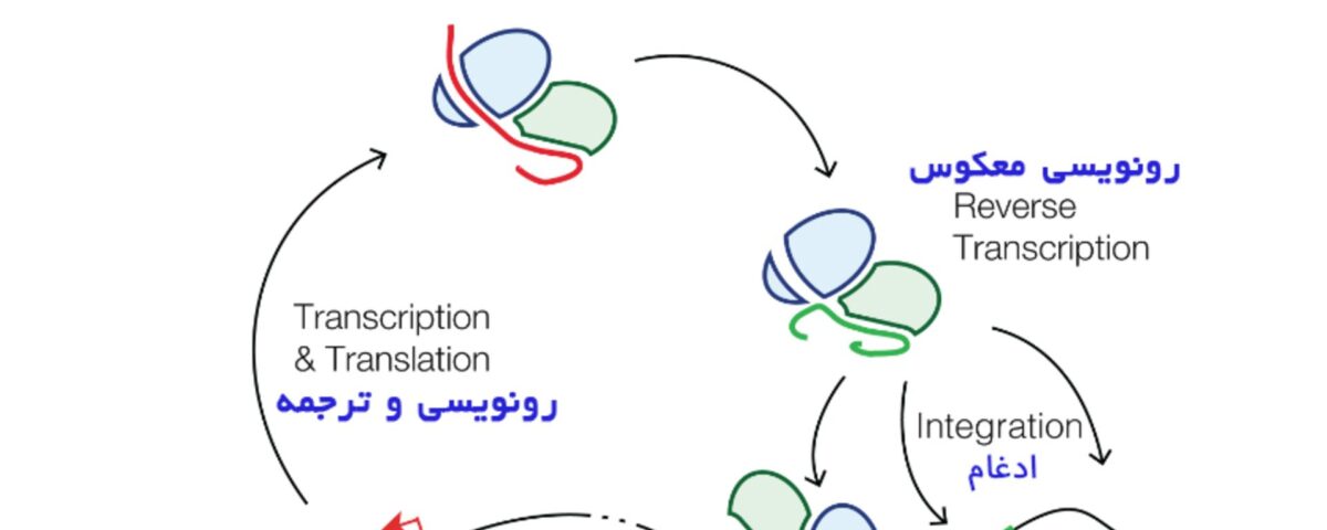 نمایش ساده چرخه زندگی یک رتروترانسپوزون