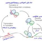 نمایش ساده چرخه زندگی یک رتروترانسپوزون